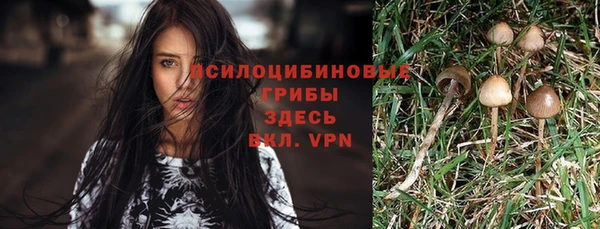 PSILOCYBIN Армянск